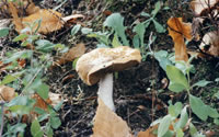 funghi