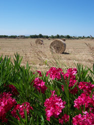 paesaggio agrario